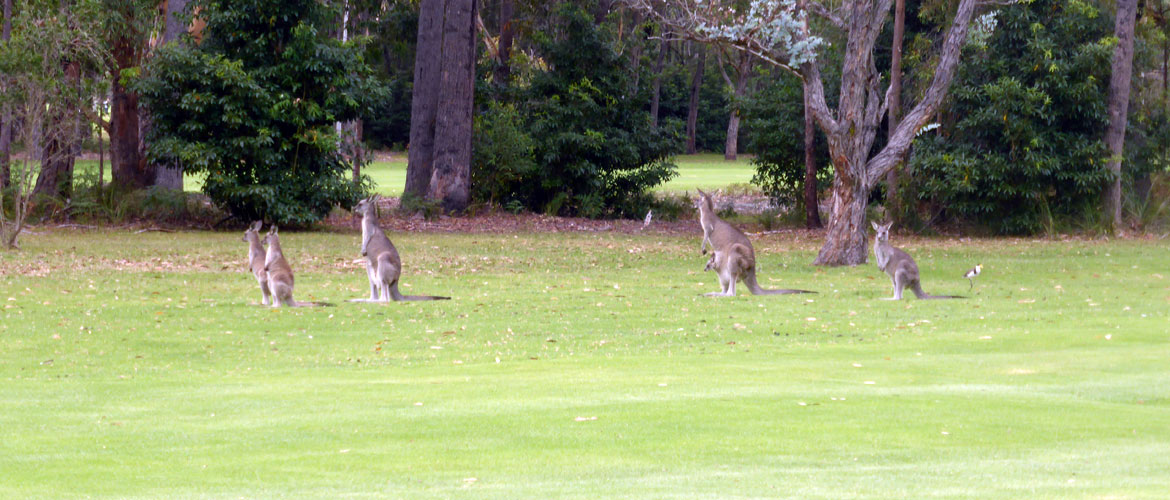 Pambula Merimbula Golf Club