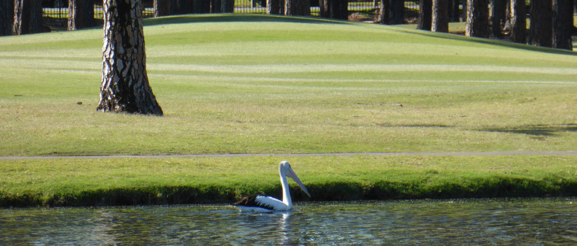Sanctuary Cove The Pines Golf Course - Gold Coast