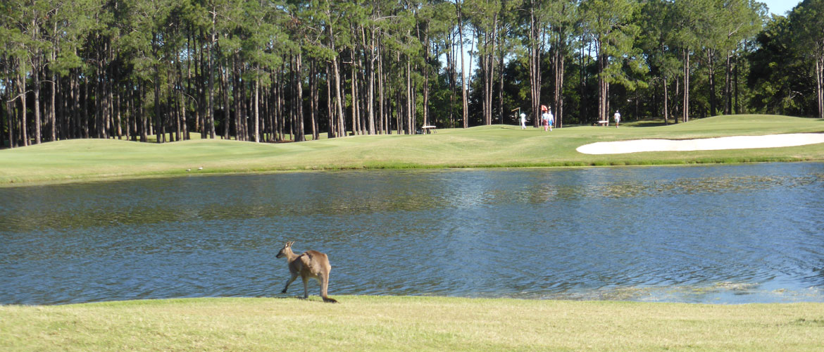 Sanctuary Cove The Pines Golf Course - Gold Coast