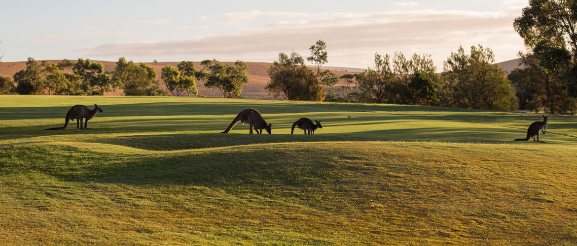 Wirrina Cove Golf Course